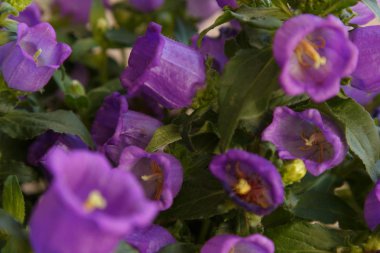 Küçük mor çiçekler