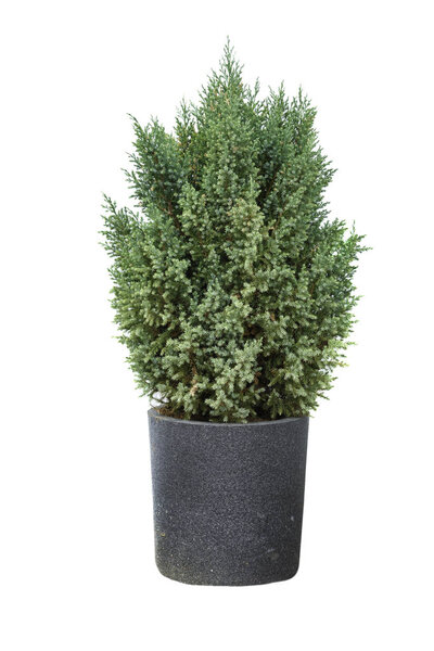 Кипарис в горшке на белом фоне

