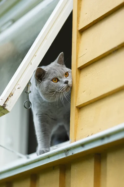 Gato britânico cinzento — Fotografia de Stock