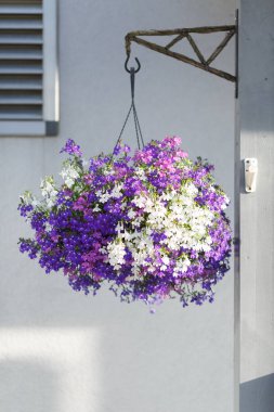 Mor ve Beyaz Çiçekler