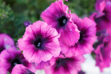 Pembe çiçek yakın plan