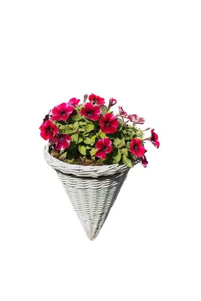 Flor vermelha isolada em vaso — Fotografia de Stock