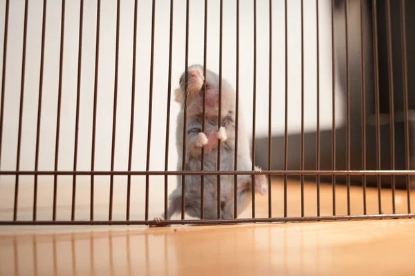 En hamster är i en bur. Hamster ser ut ur buren — Stockfoto