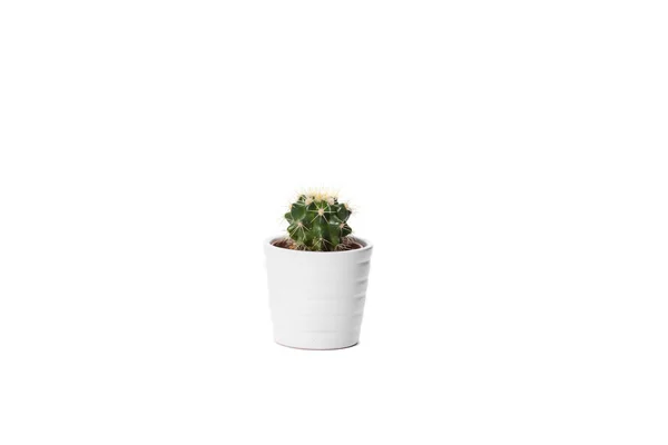 Cactus sur blanc — Photo