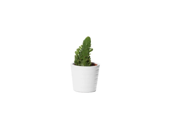 Kaktus auf weißem Grund — Stockfoto