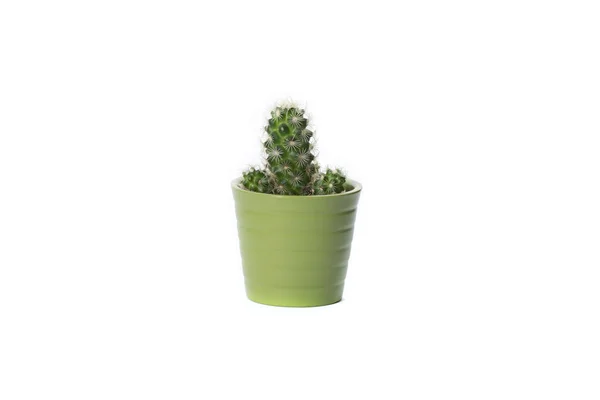 Cactus on white — Stock Photo, Image