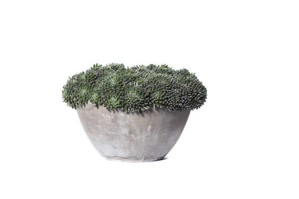 하우스 식물 화분 흰색 절연 — 스톡 사진