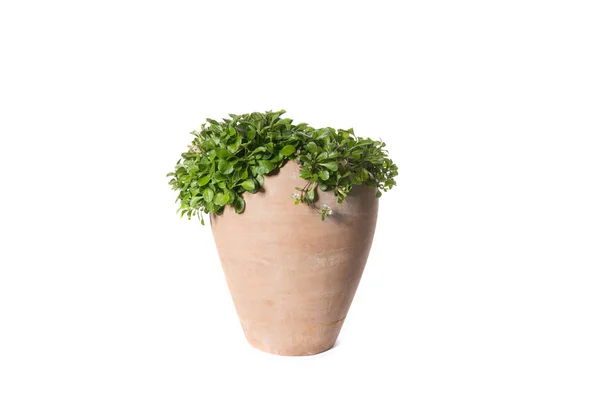 하우스 식물 화분 흰색 절연 — 스톡 사진