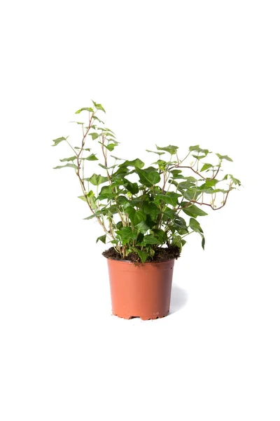 Zimmerpflanze Topfpflanze isoliert auf weiß Stockbild
