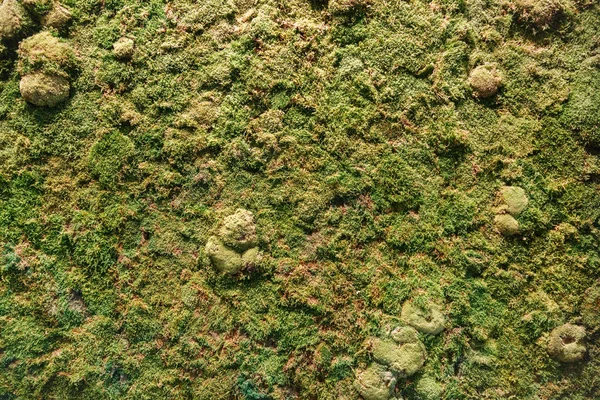 Ren geyiği liken yapılan Ren geyiği moss duvar, yeşil duvar dekorasyonu