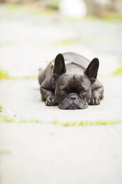 köpek Fransız buldozer