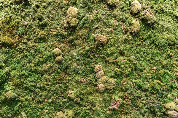 Reindeer moss wall, green wall decoration made of reindeer lichen