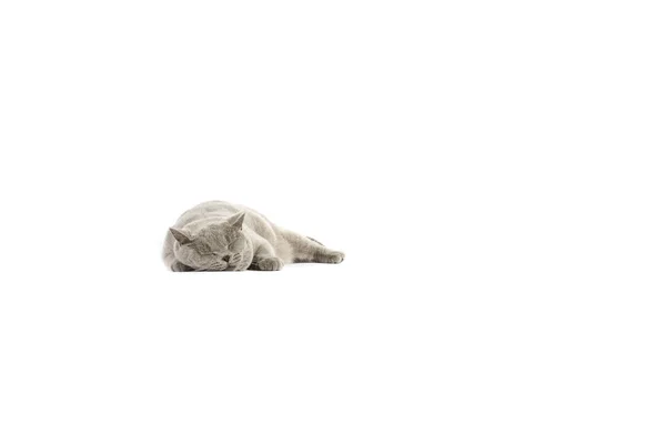 Retrato de gato britânico Shorthair em um fundo branco — Fotografia de Stock