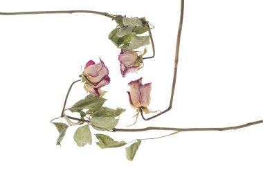 Beyaz bir arka plan üzerinde izole bir kurutulmuş güller