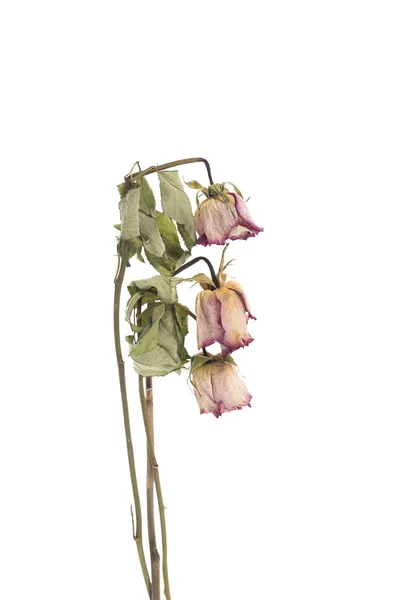 Eine getrocknete Rose isoliert auf weißem Hintergrund lizenzfreie Stockfotos