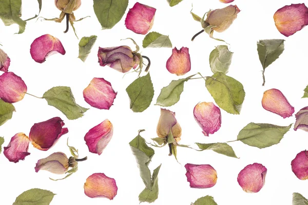 Čajové růže květiny izolované bílé pozadí Stock Snímky
