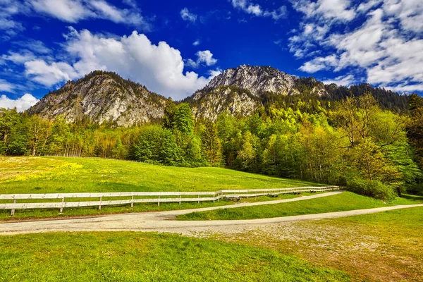 Ландшафт Идиш Альпах Свежим Зеленым Мясом Цветущими Цветами Типичными Фермами — стоковое фото