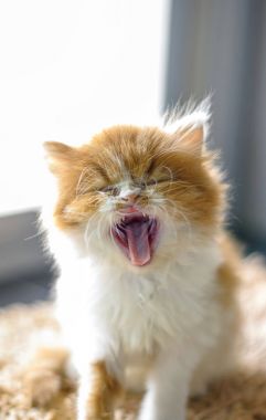 Pencere ışık ile katta esneme yavru kedi