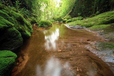 derin ormandaki nehir