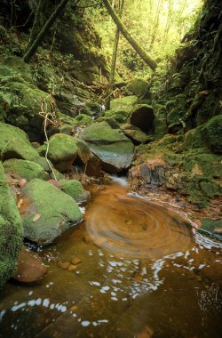 Şelale ve derin orman'girdap