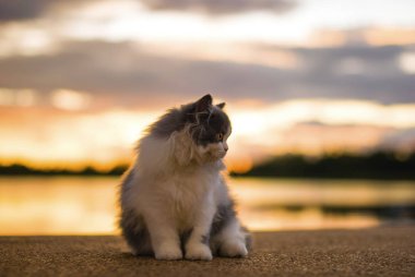 Kedi dinlenmek zaman günbatımı nehirden oturma ile
