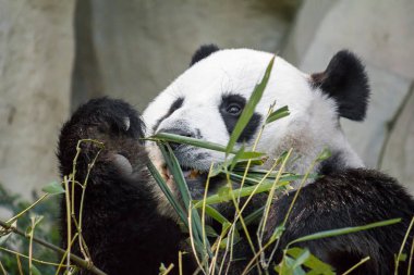 Hayvanat bahçesinde bambu yiyen panda