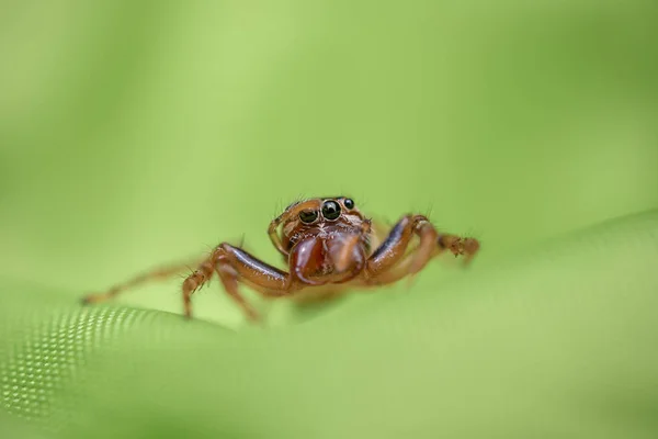 Araignée sauteuse sur tissu vert avec objectif macro — Photo