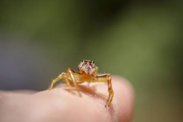 Jumping spider on finger with macro lens — Stock Photo, Image