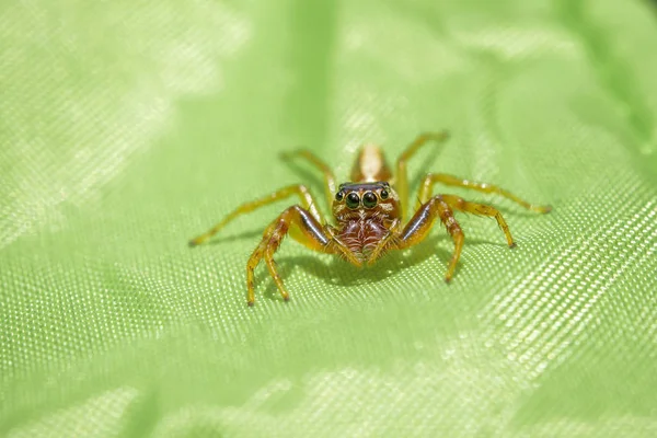 Araignée sauteuse sur tissu vert avec objectif macro — Photo