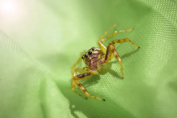 Humping araignée sur tissu vert — Photo