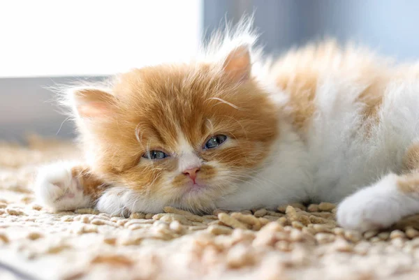 Kitten relax on floor — Stock Photo, Image