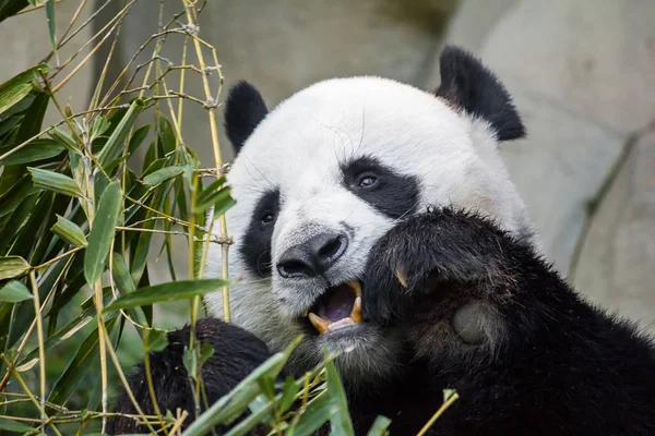 Hayvanat bahçesinde bambu yiyen panda