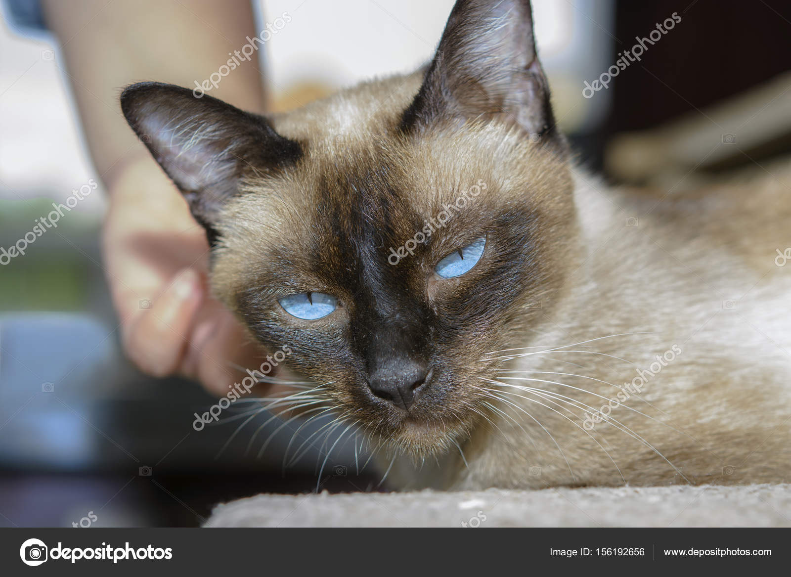 かわいい青目のシャム猫がテーブルでリラックスします ストック写真 C Note Kamutsri Hotmail Com かわいい青目のシャム猫がテーブルでリラックスします ストック写真 C Note Kamutsri Hotmail Com