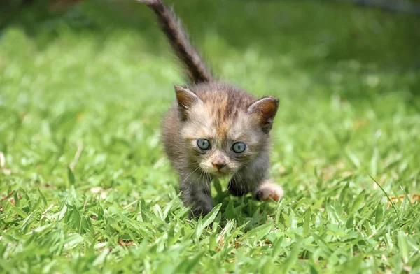Kitten walk on green grass. — Stock Photo, Image