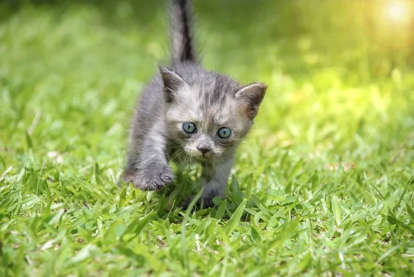 Kitten walk on green grass. — Stock Photo, Image