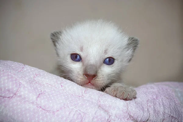 Siamese kitten in box — Stock Photo, Image