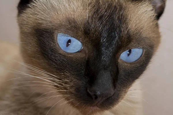 Lindo de ojos azules siamés gato en caja —  Fotos de Stock
