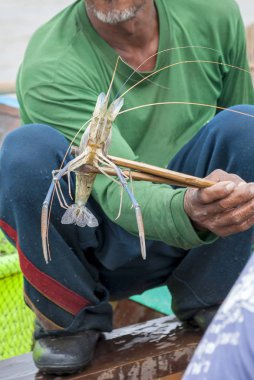 Eski balıkçı gösteri dev tatlı su karides yakalamak