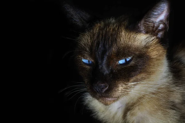 Siamese katt med blå ögon i mörkret — Stockfoto