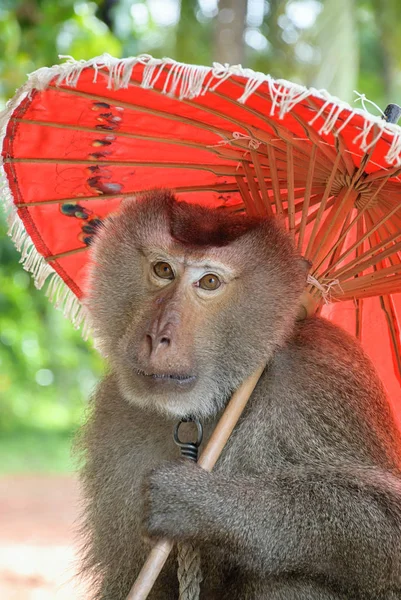 Affe hält roten Regenschirm in die Kamera lizenzfreie Stockfotos