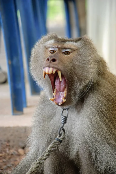 Affen öffnen Maul einschüchternde Zähne brüllen lizenzfreie Stockbilder