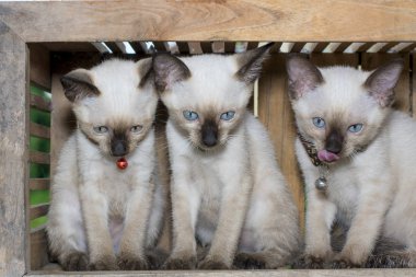 Tahta kutu de Siyam kedisi kedi