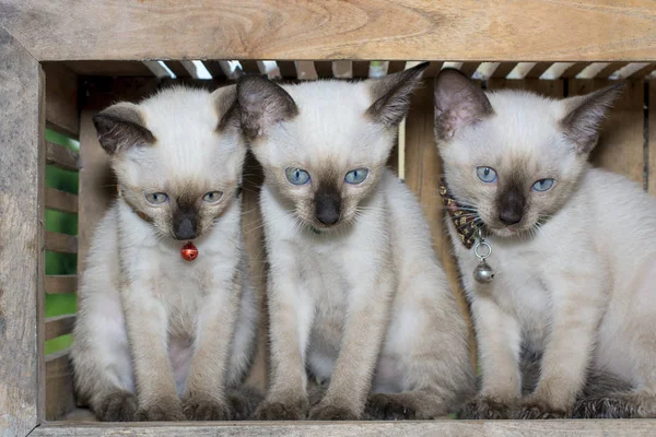 Γατάκι Σιάμ γάτα στο ξύλινο κουτί — Φωτογραφία Αρχείου