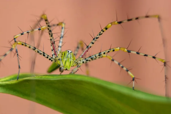 Oxyopes javanus Throll (araignée Lynx) — Photo