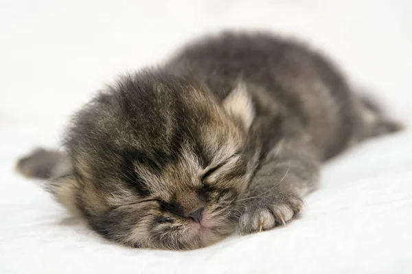 Gatinho gato persa bonito na cama — Fotografia de Stock