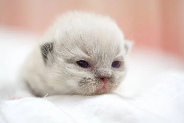 Carino gatto persiano gattino sul letto — Foto Stock