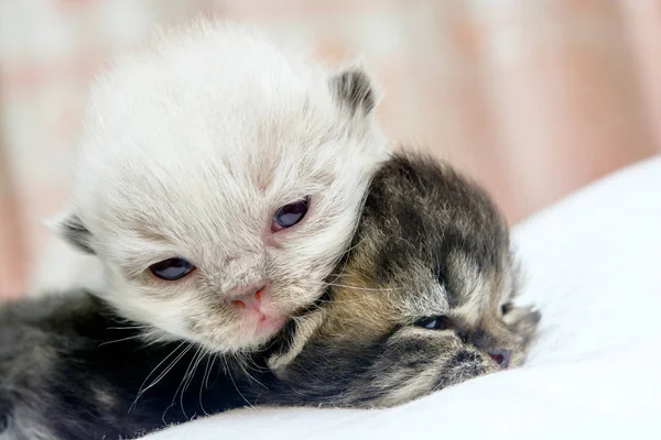 Χαριτωμένη περσική γάτα γατάκι στο κρεβάτι — Φωτογραφία Αρχείου