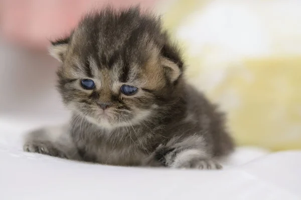 Cute Persian cat kitten on the bed — Stock Photo, Image