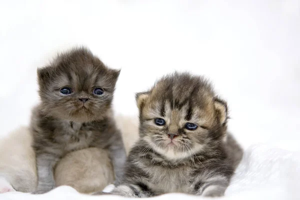 Cute Persian cat kitten on the bed — Stock Photo, Image