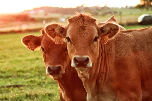 2 頭の牛の肖像画 — ストック写真